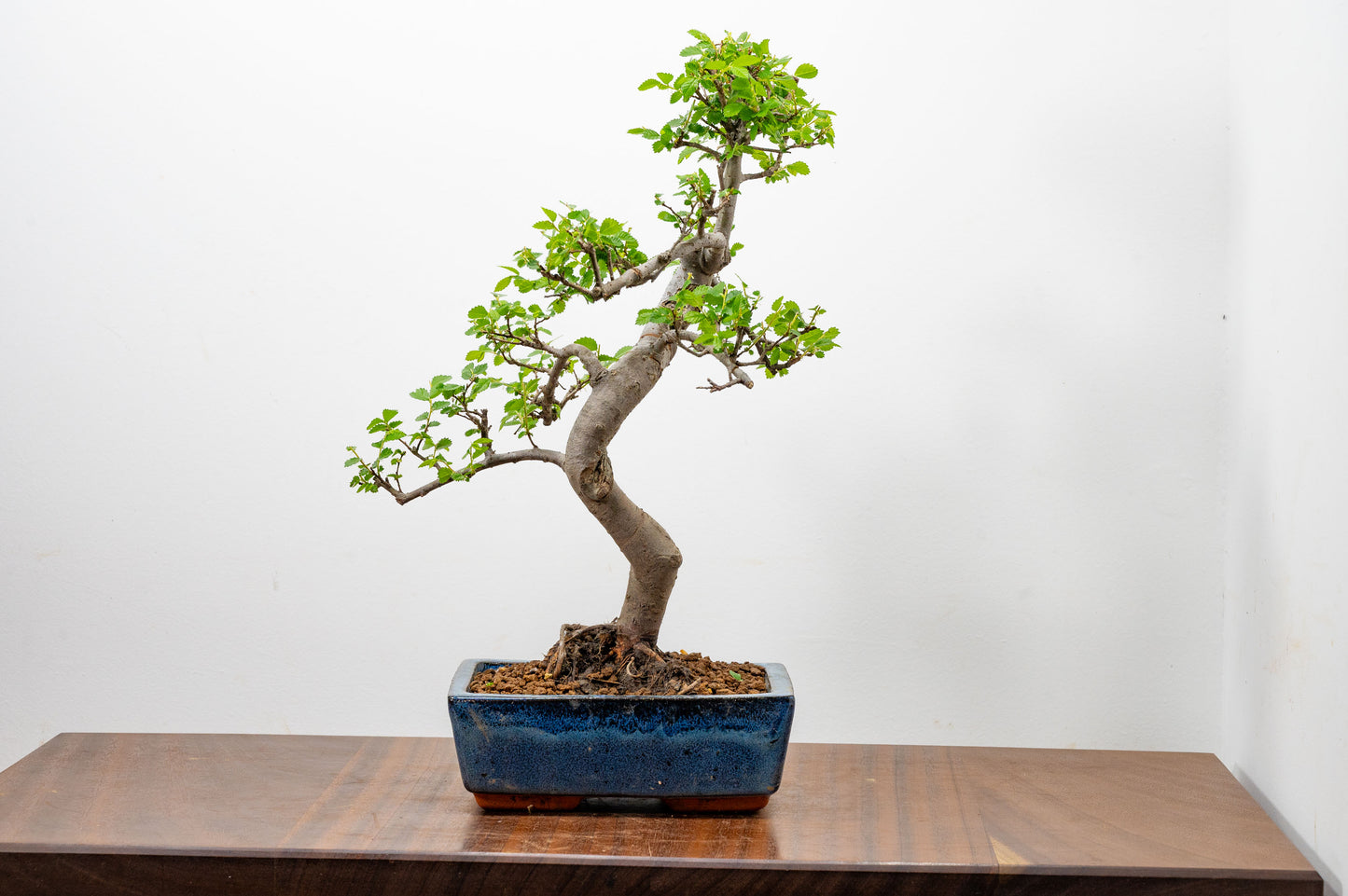 Chinese Elm Bonsai and Care Kit in 20cm Navy Ceramic Pot