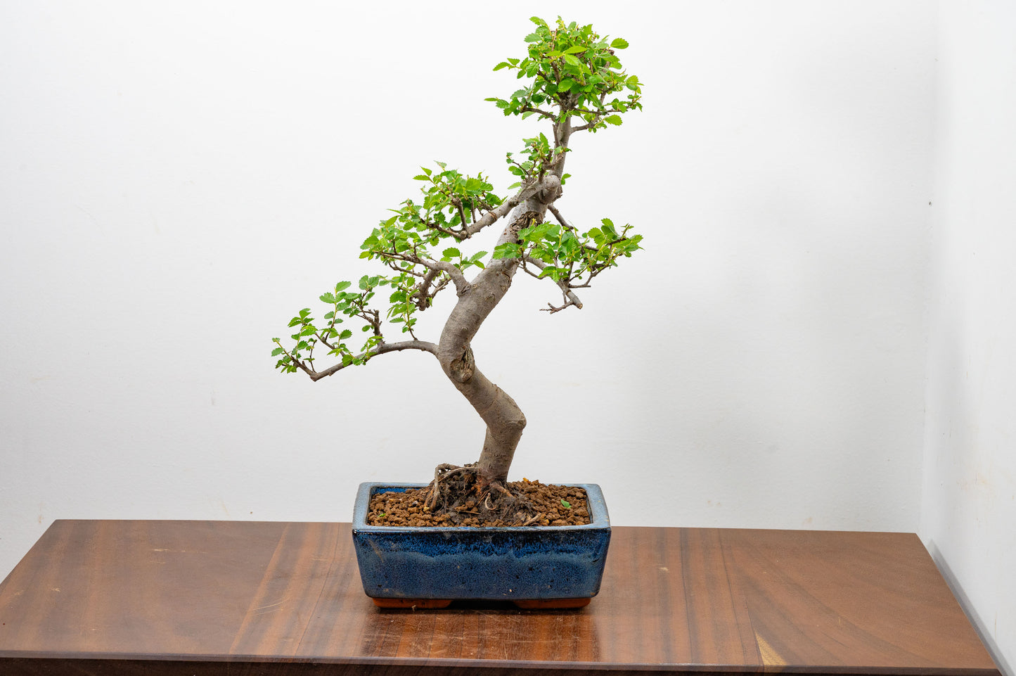 Chinese Elm Bonsai and Care Kit in 20cm Navy Ceramic Pot