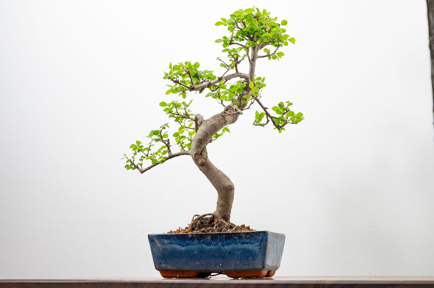 Chinese Elm Bonsai and Care Kit in 20cm Navy Ceramic Pot
