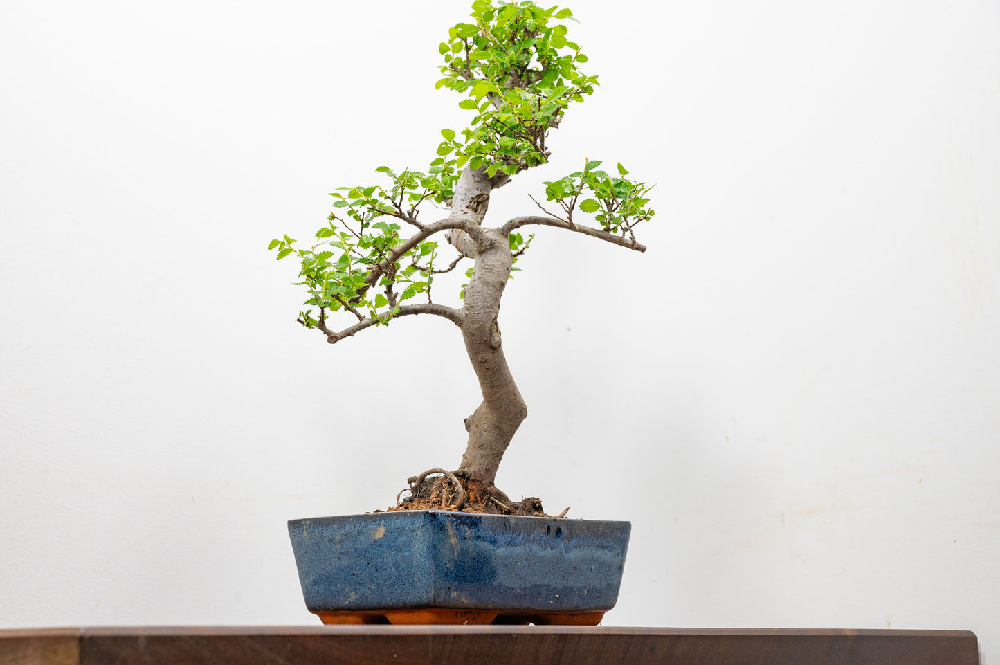 Chinese Elm Bonsai and Care Kit in 20cm Navy Ceramic Pot