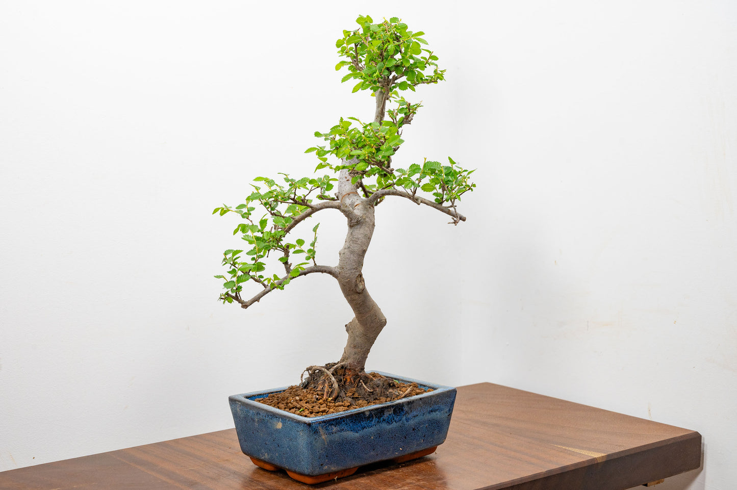 Chinese Elm Bonsai and Care Kit in 20cm Navy Ceramic Pot