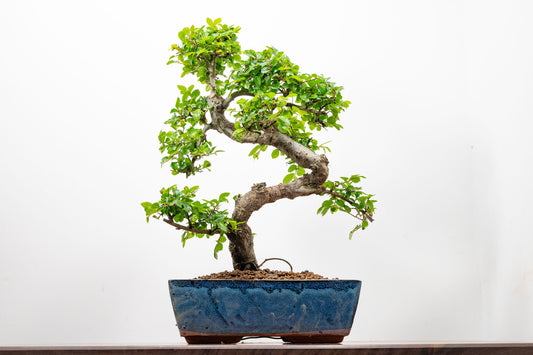 Chinese Elm Bonsai and Care Kit in 25cm Navy Ceramic Pot