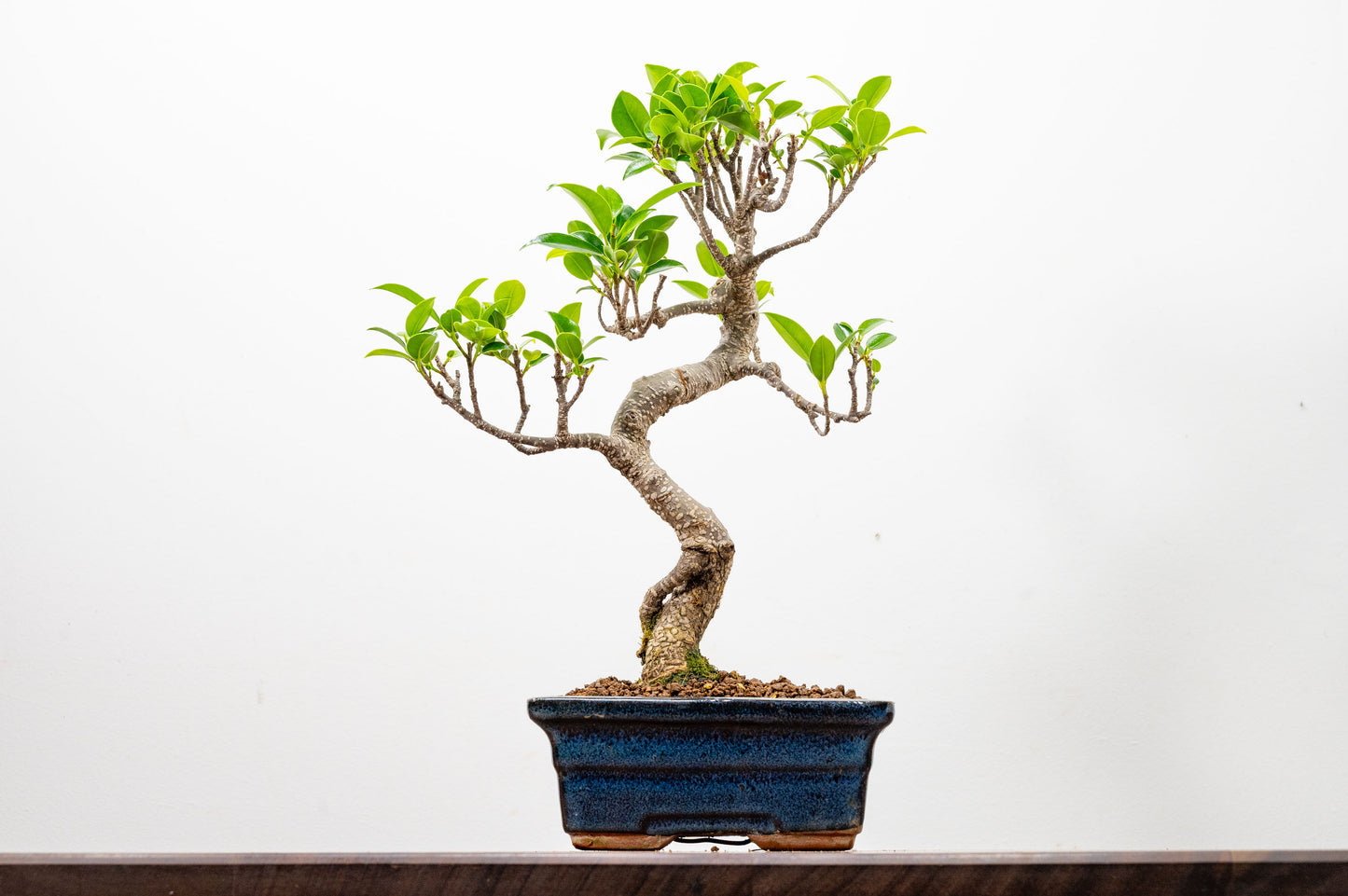 Banyan Fig Bonsai  S Trunk - 15cm Blue Ceramic Pot + Care Kit