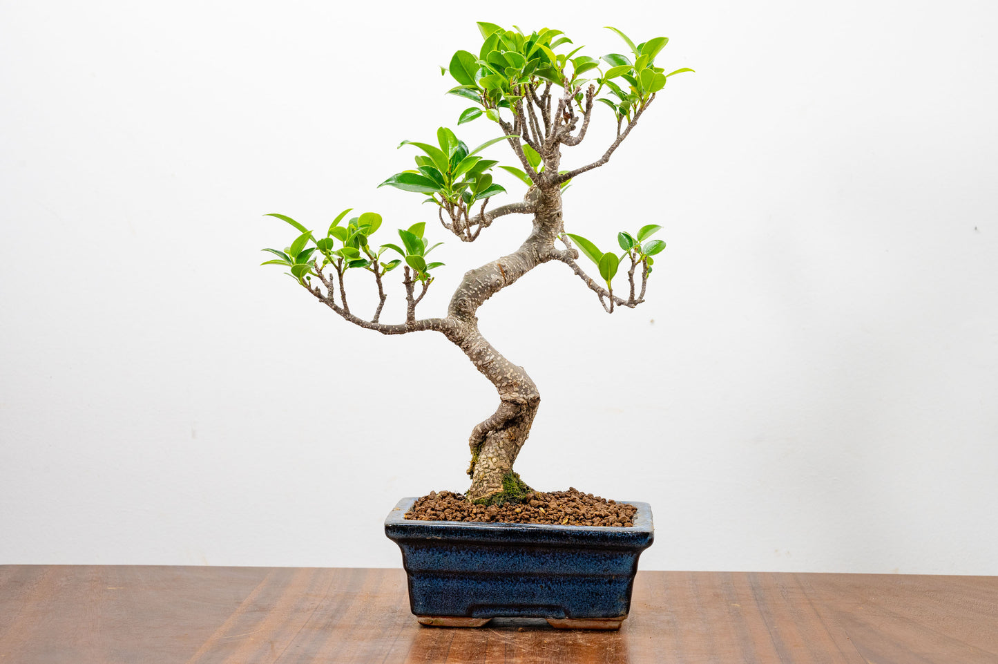 Banyan Fig Bonsai  S Trunk - 15cm Blue Ceramic Pot + Care Kit