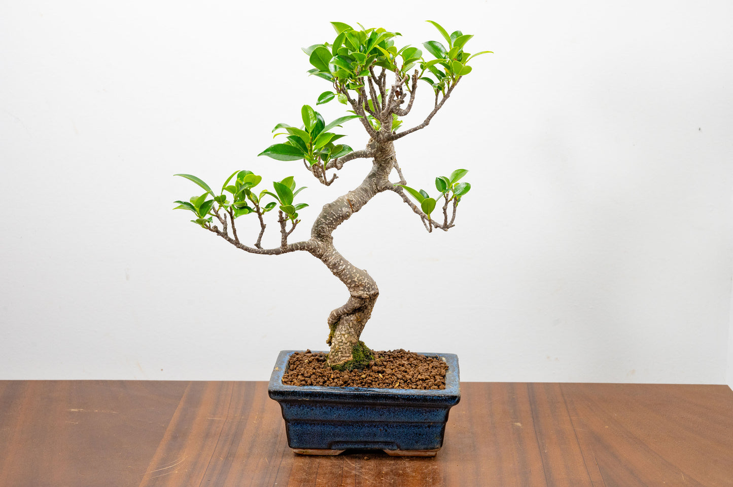 Banyan Fig Bonsai  S Trunk - 15cm Blue Ceramic Pot + Care Kit