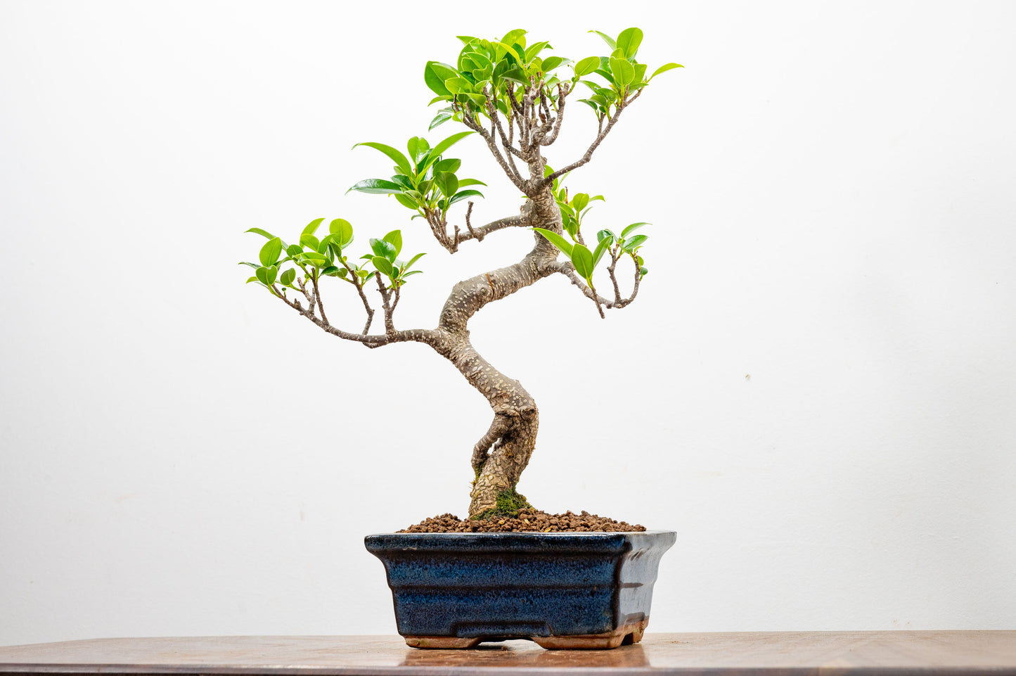 Banyan Fig Bonsai  S Trunk - 15cm Blue Ceramic Pot + Care Kit