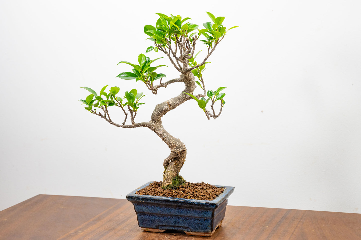 Banyan Fig Bonsai  S Trunk - 15cm Blue Ceramic Pot + Care Kit