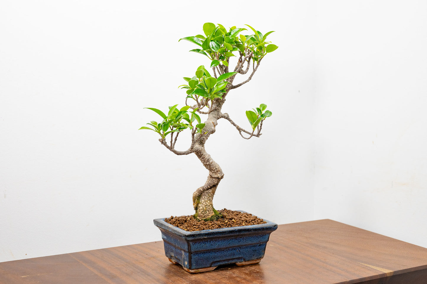 Banyan Fig Bonsai  S Trunk - 15cm Blue Ceramic Pot + Care Kit