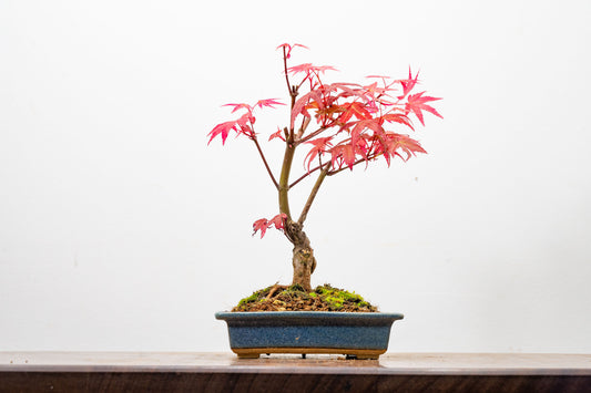 Deshojo Japanese Maple Bonsai