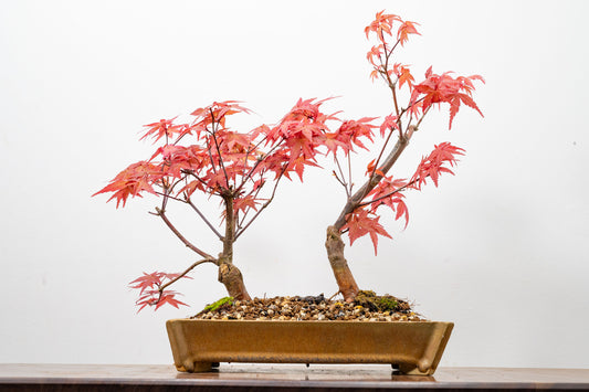 Deshojo Japanese Maple Bonsai