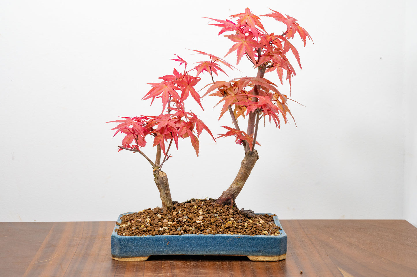 Deshojo Japanese Maple Bonsai