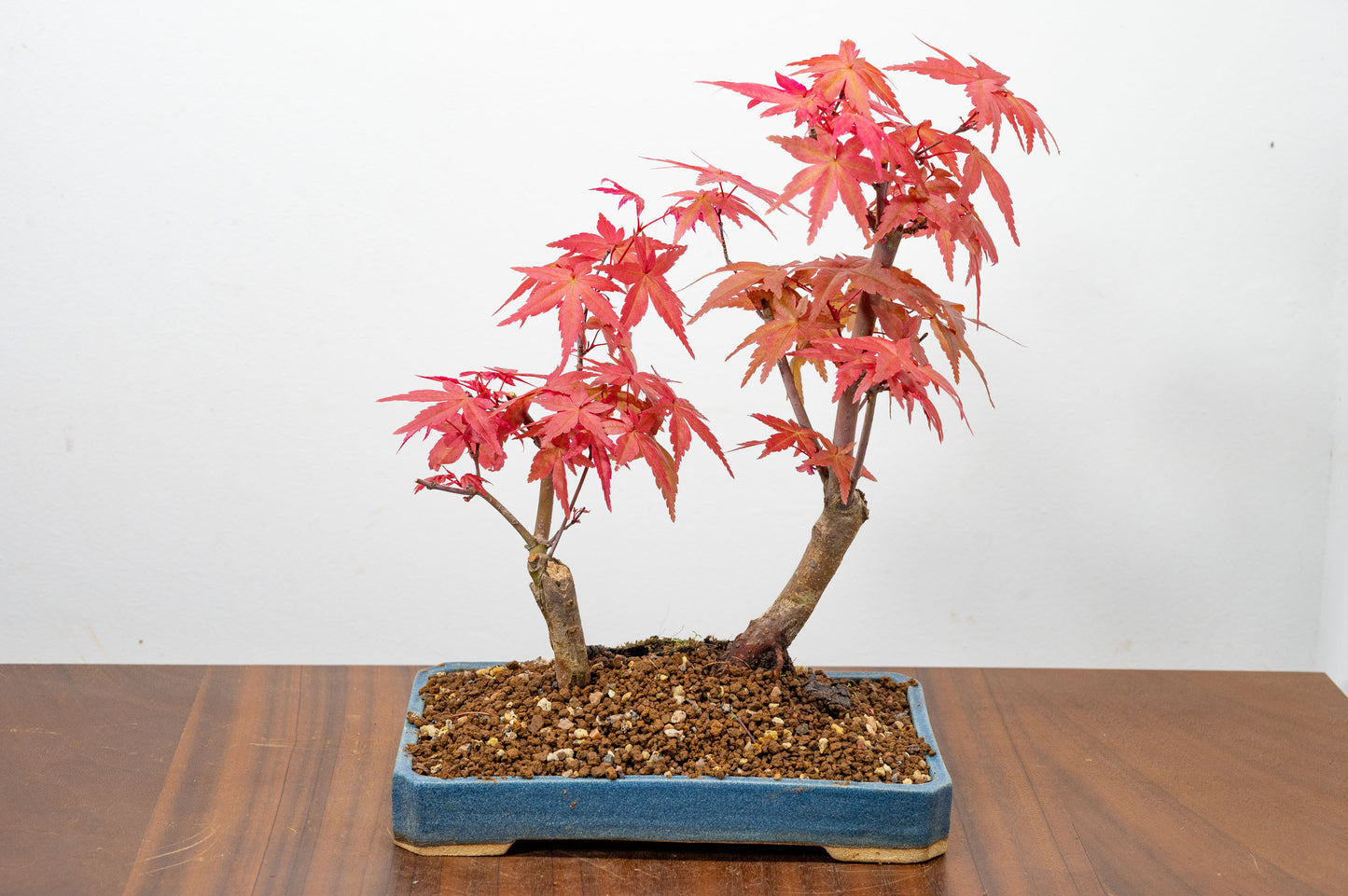 Deshojo Japanese Maple Bonsai