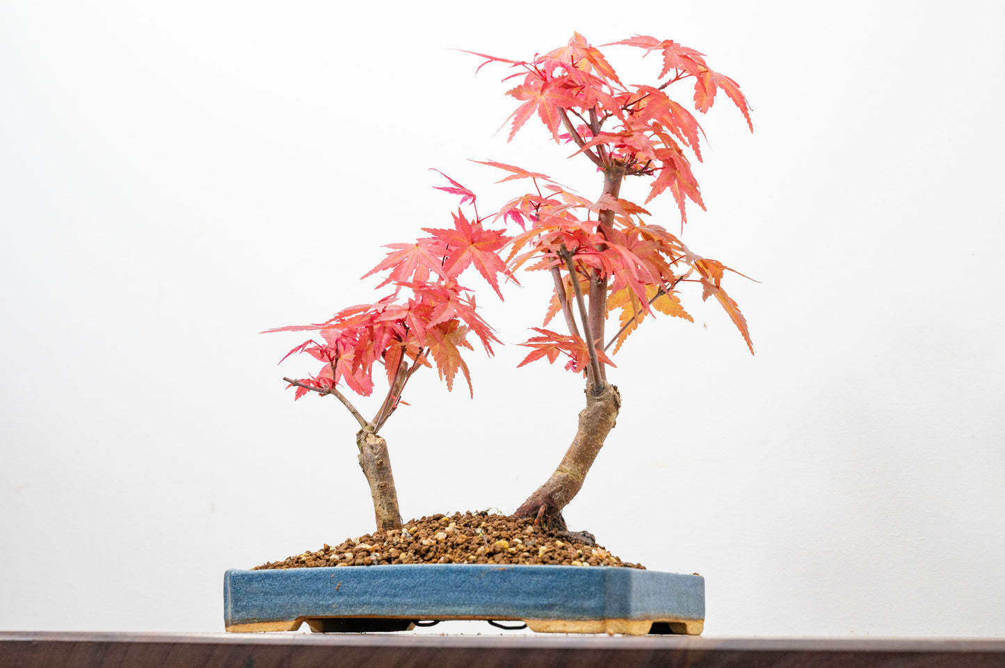 Deshojo Japanese Maple Bonsai