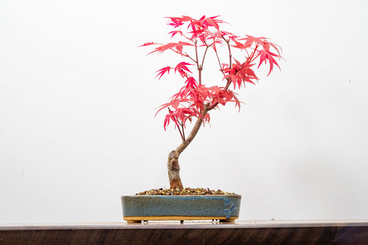 Deshojo Japanese Maple Bonsai