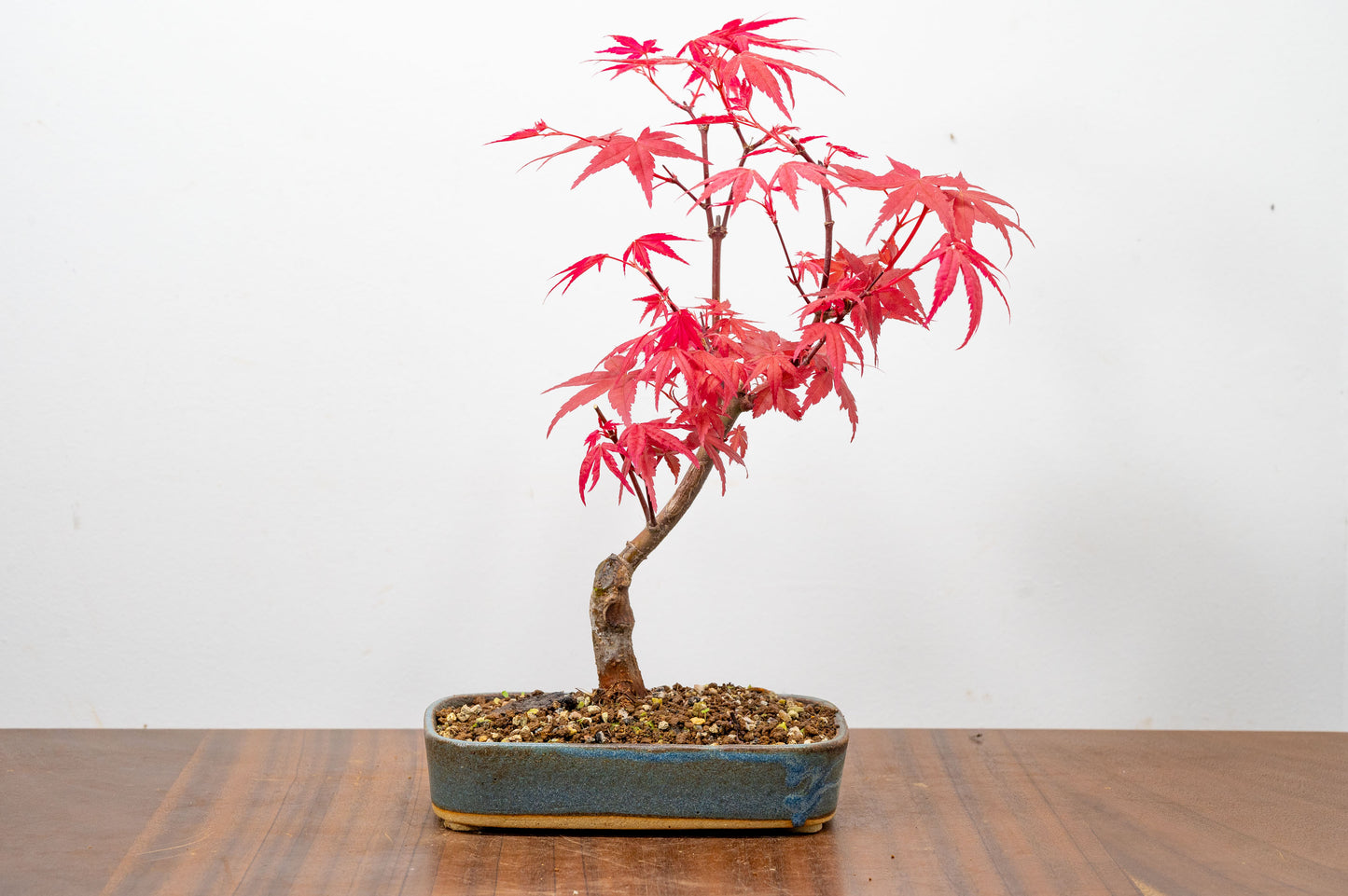 Deshojo Japanese Maple Bonsai
