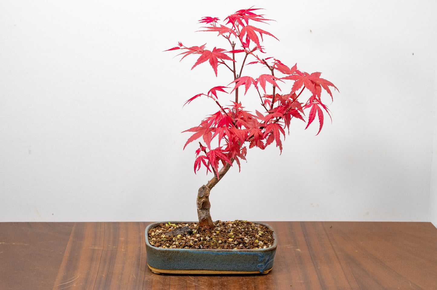 Deshojo Japanese Maple Bonsai