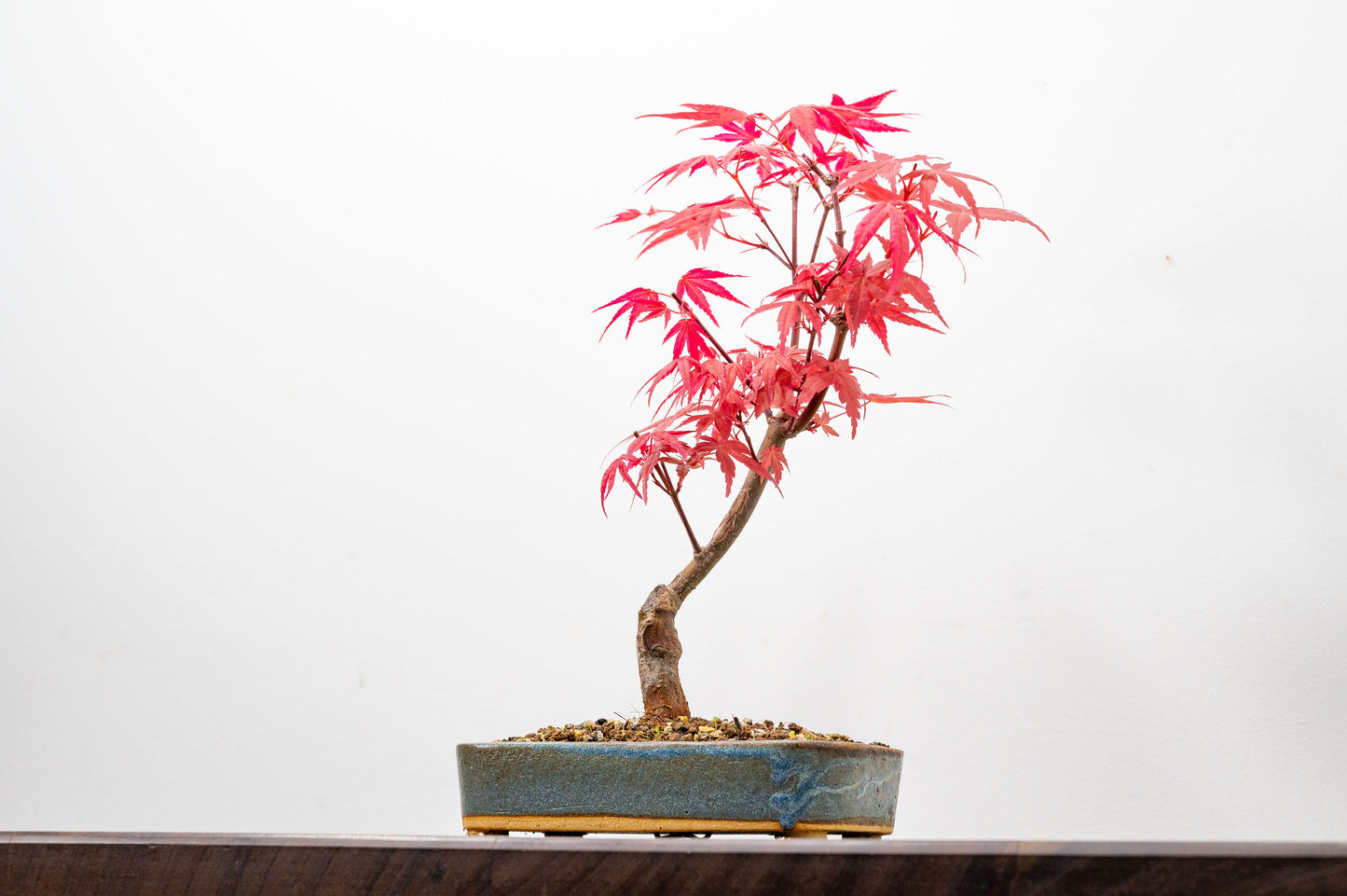 Deshojo Japanese Maple Bonsai
