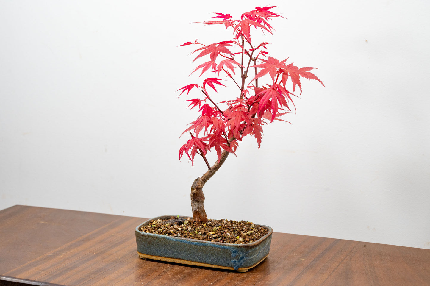 Deshojo Japanese Maple Bonsai