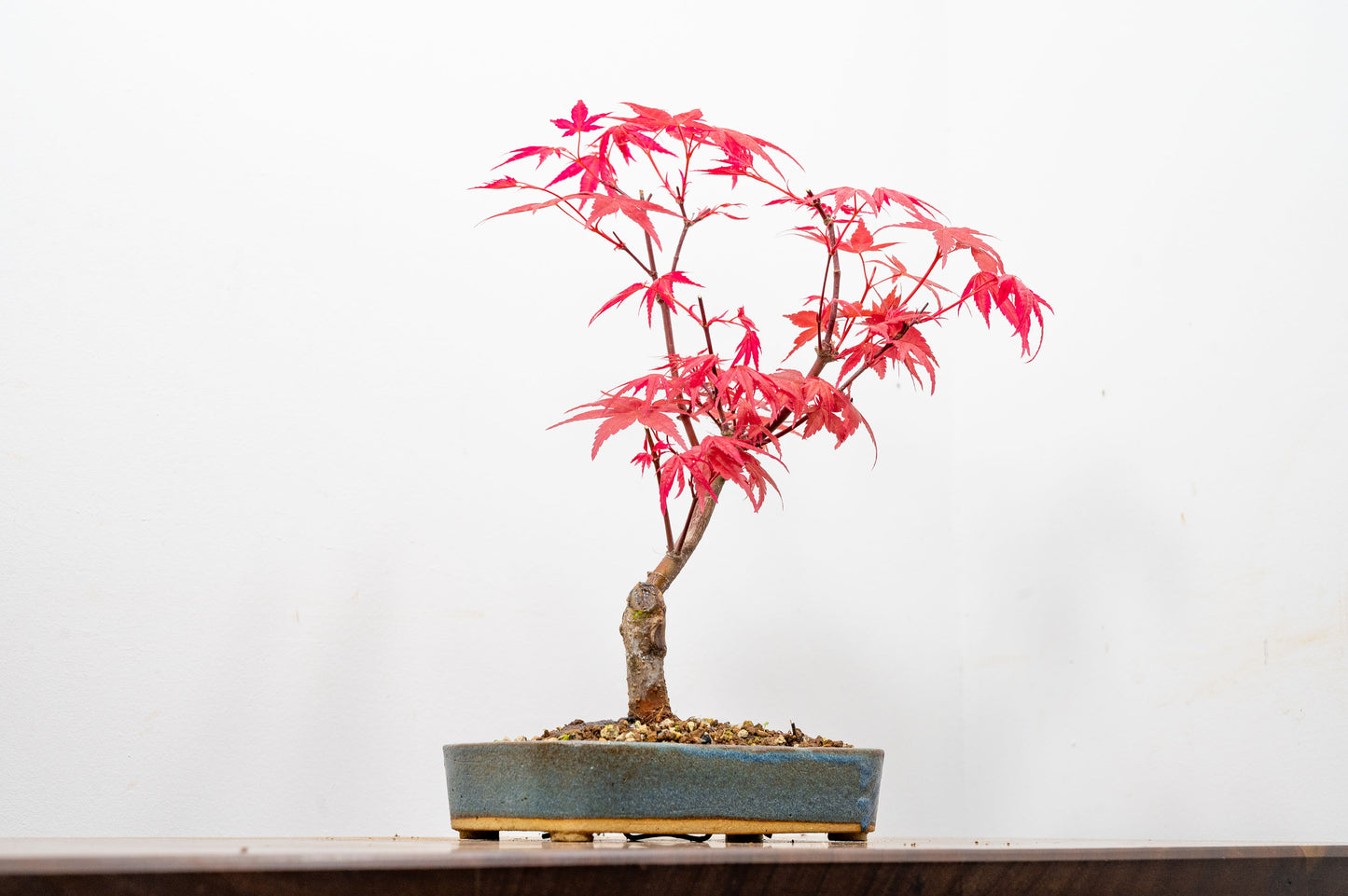 Deshojo Japanese Maple Bonsai