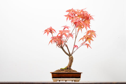 Deshojo Japanese Maple Bonsai