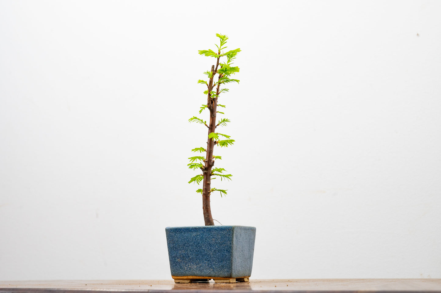 Dawn Redwood Bonsai Starter Tree