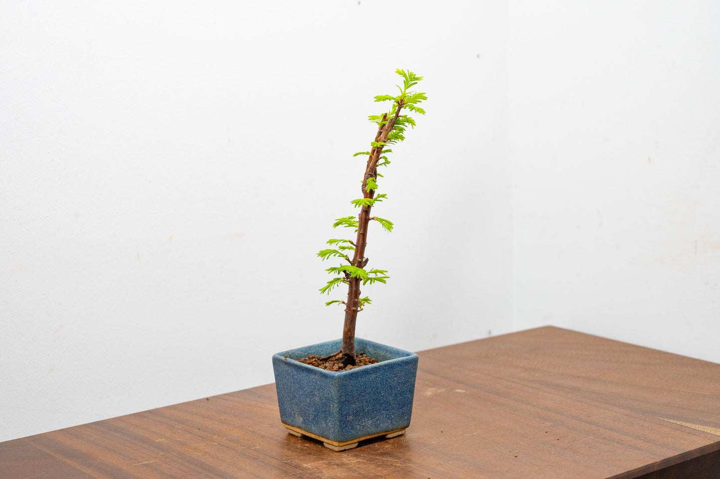 Dawn Redwood Bonsai Starter Tree