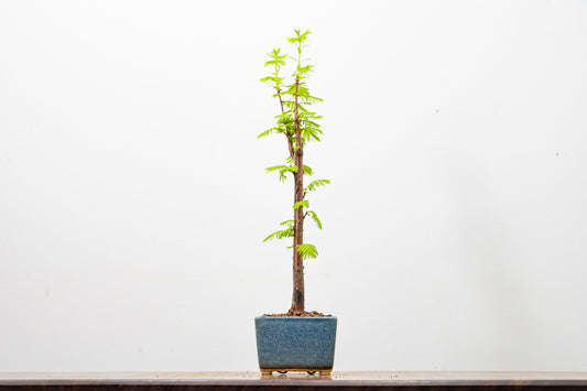 Dawn Redwood Bonsai Starter Tree