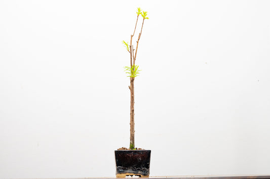Dawn Redwood Bonsai Starter Tree