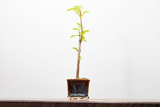 Dawn Redwood Bonsai Starter Tree