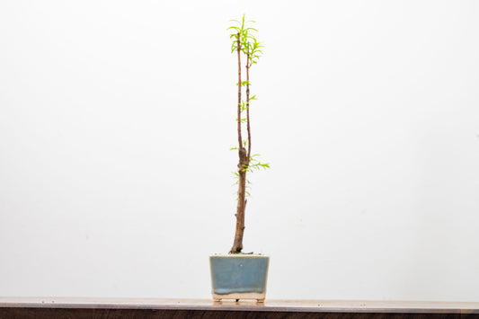 Dawn Redwood Bonsai Starter Tree