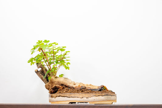 Mature Field Maple  Bonsai