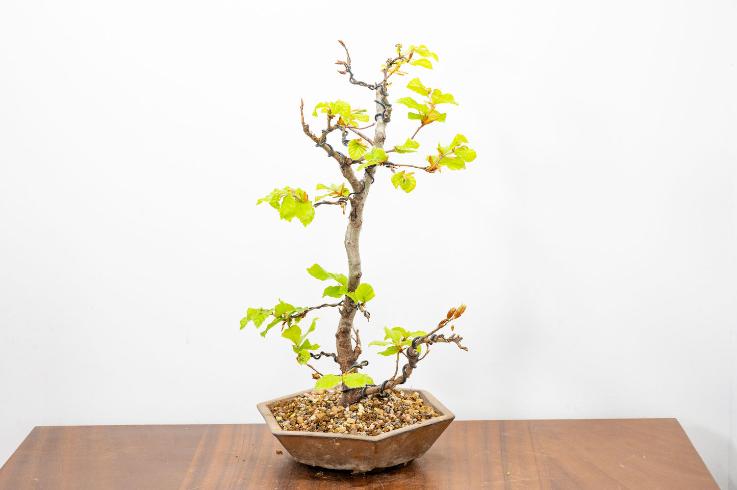 Beech -  Bonsai