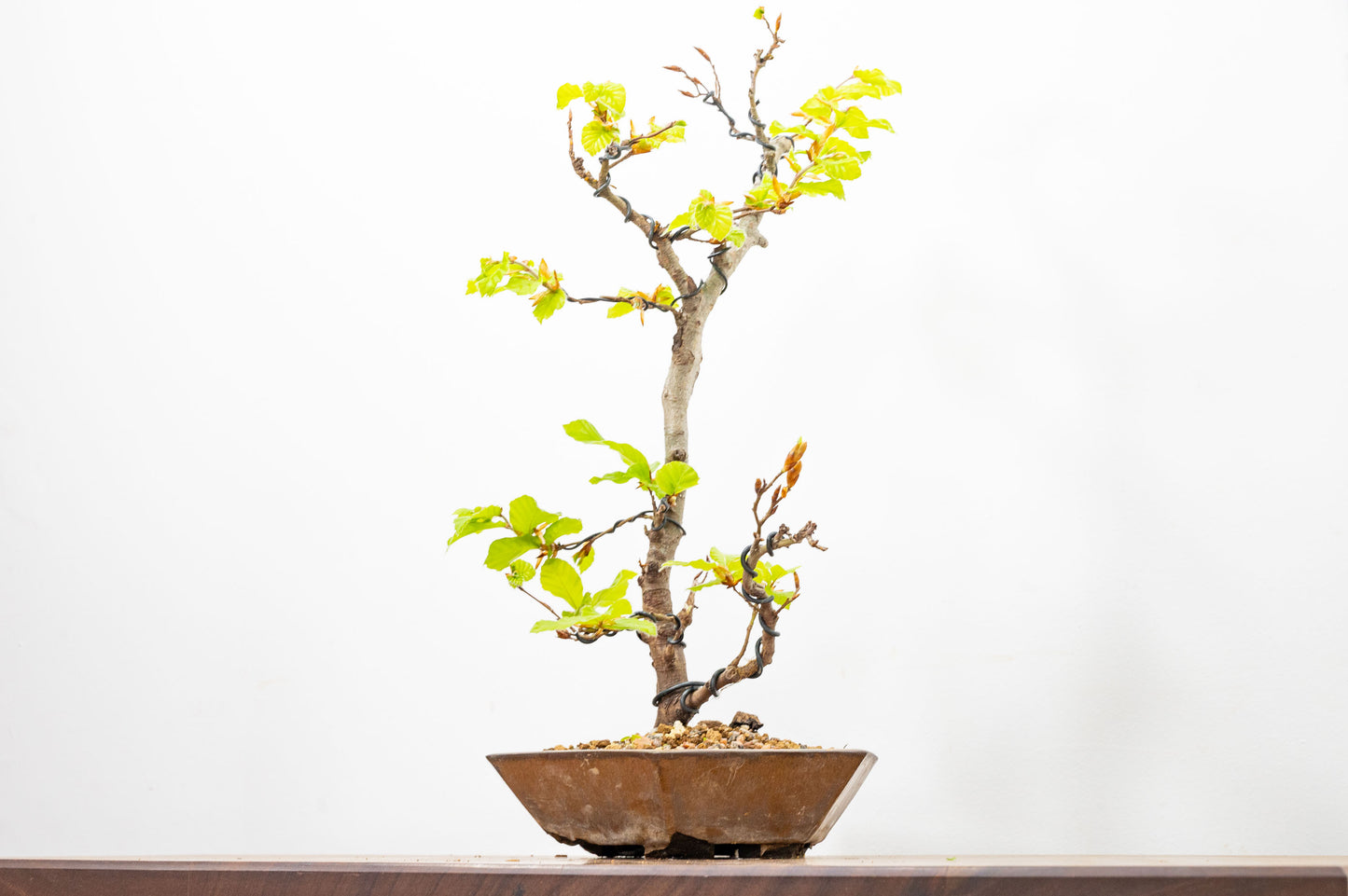 Beech -  Bonsai