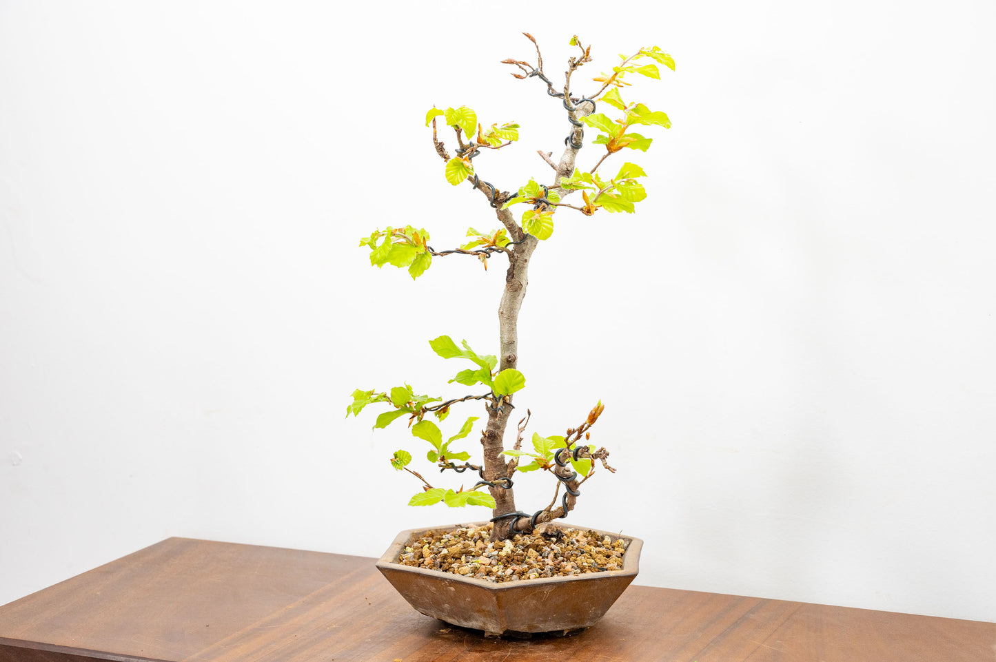 Beech -  Bonsai