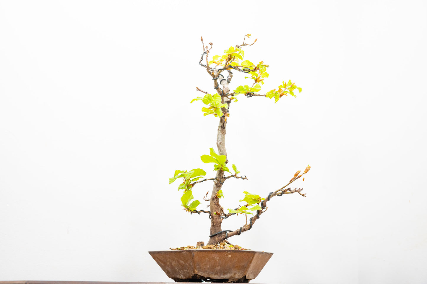 Beech -  Bonsai