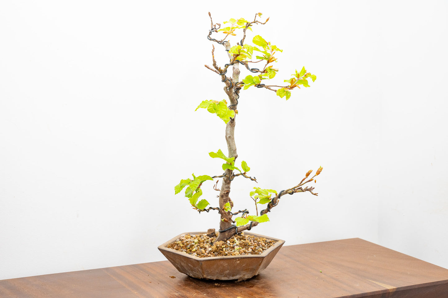Beech -  Bonsai