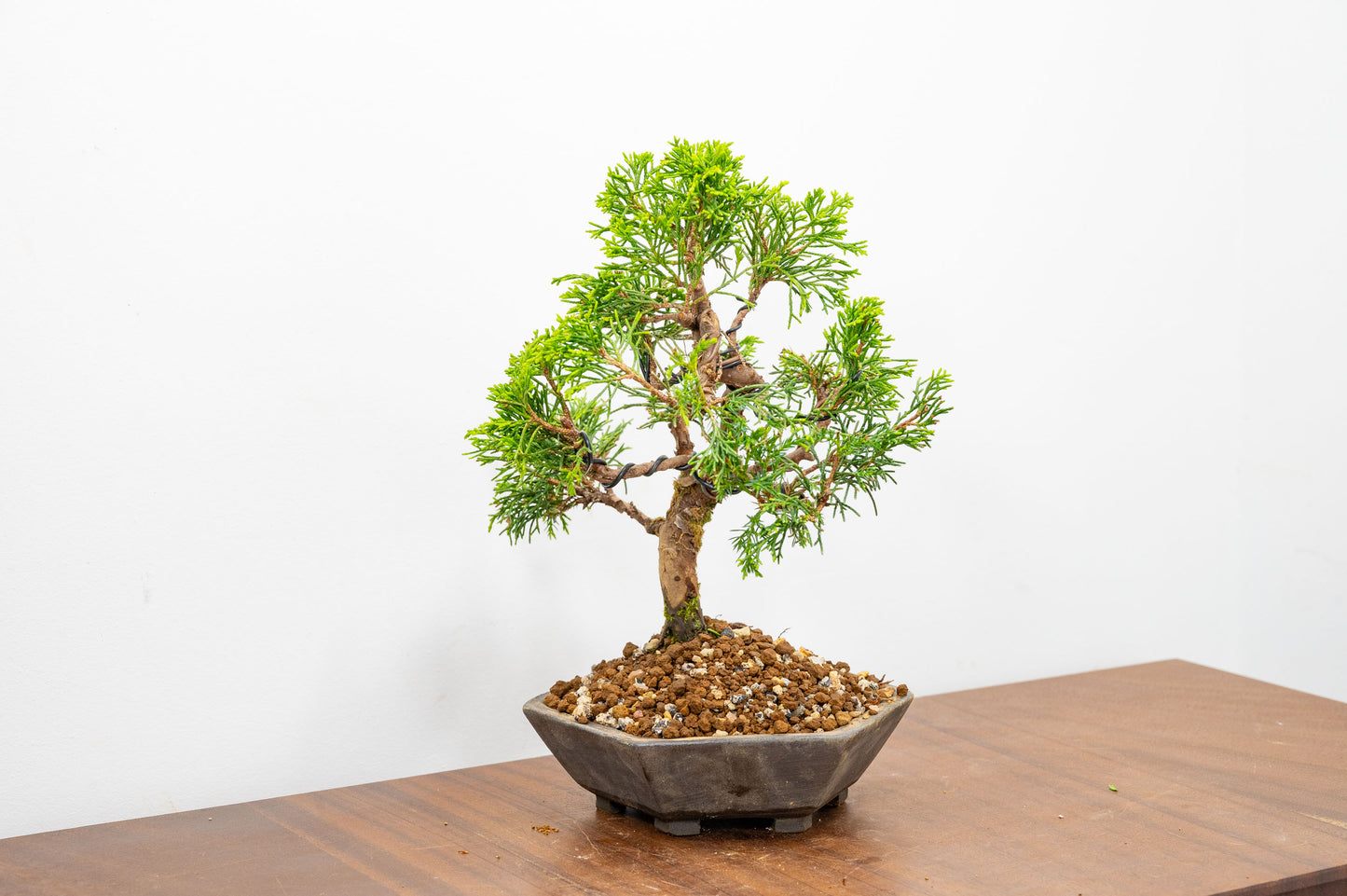 Juniper - Japanese Imported Bonsai