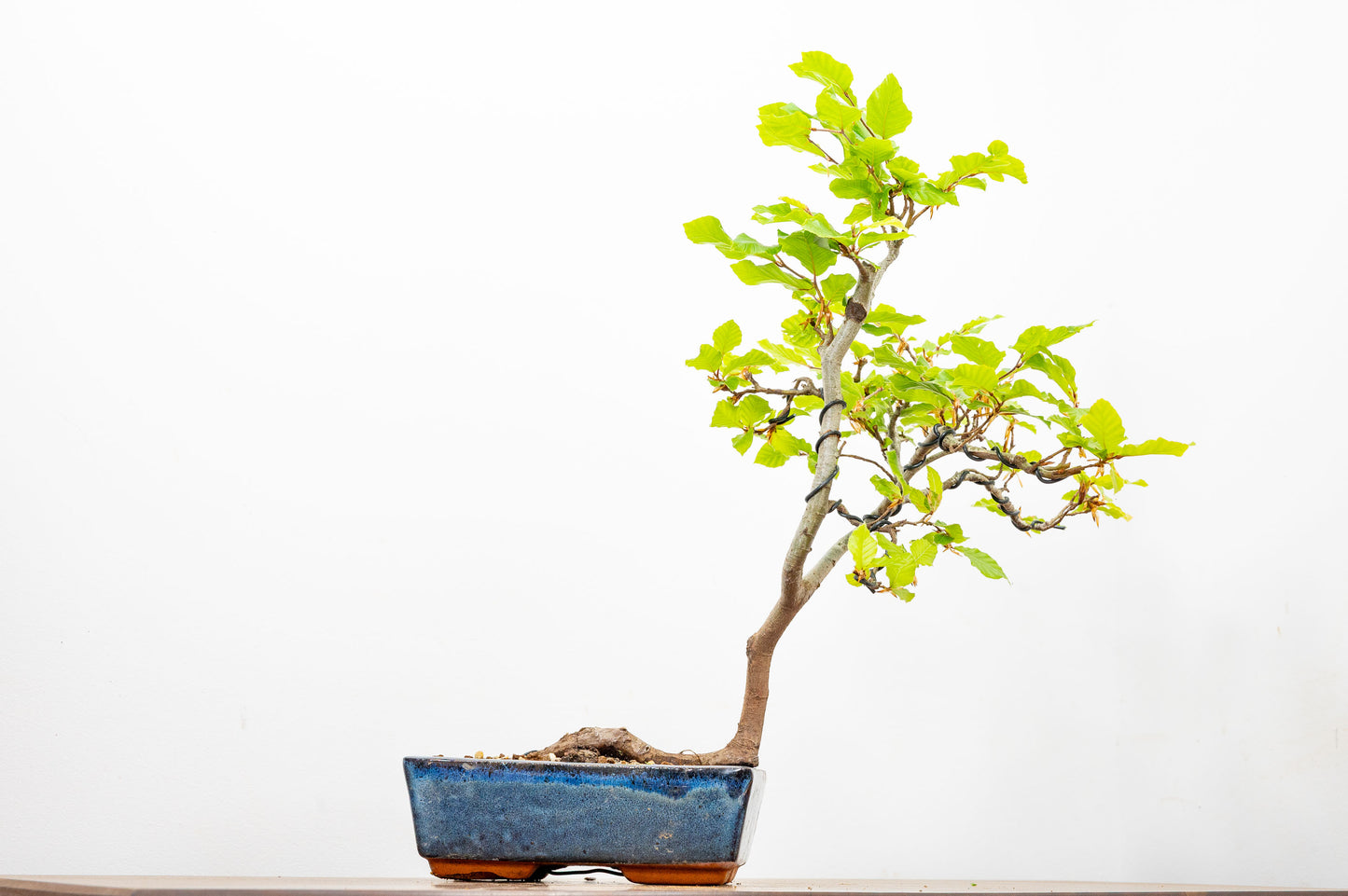 Beech -  Bonsai