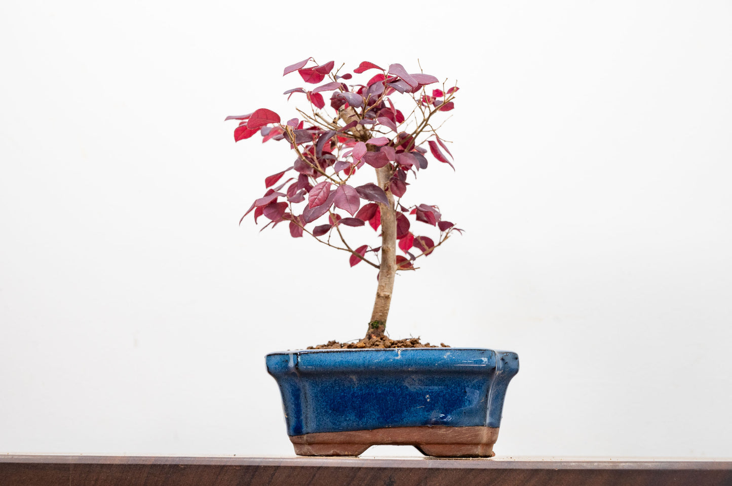 Chinese Fringe Flower - Loropetalum  Bonsai