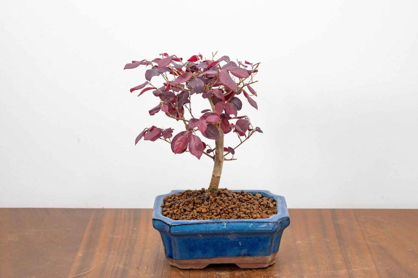 Chinese Fringe Flower - Loropetalum  Bonsai