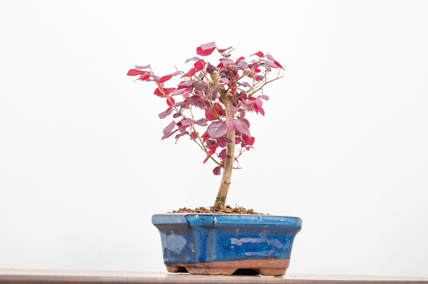 Chinese Fringe Flower - Loropetalum  Bonsai