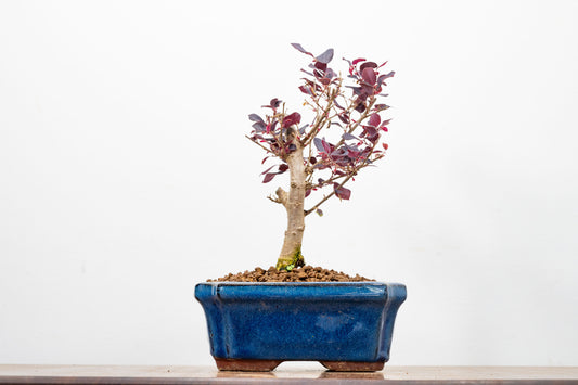 Chinese Fringe Flower - Loropetalum  Bonsai