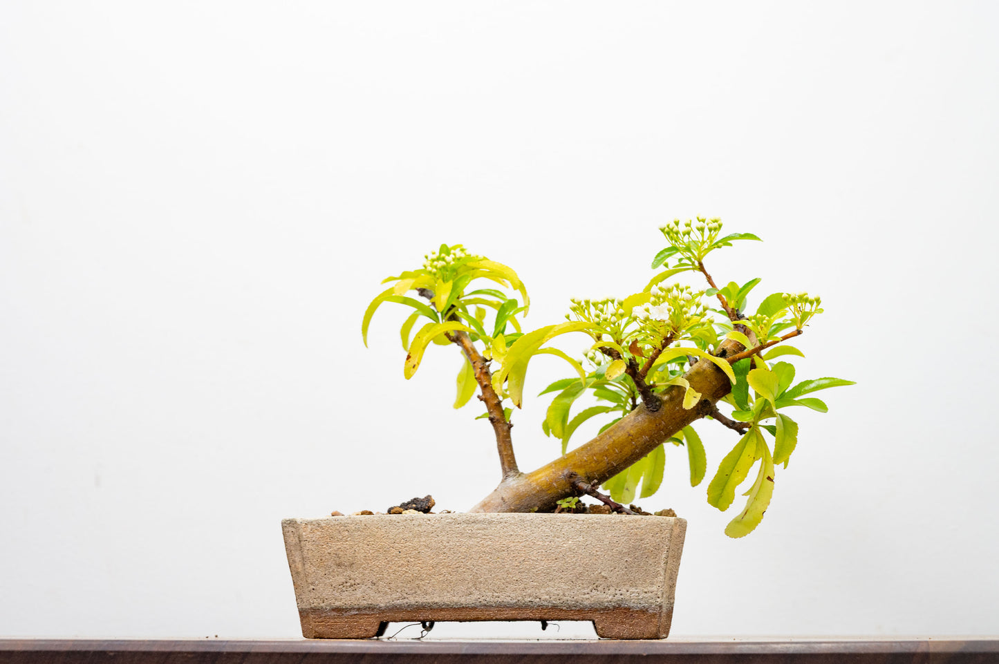 Pyracantha Bonsai Tree