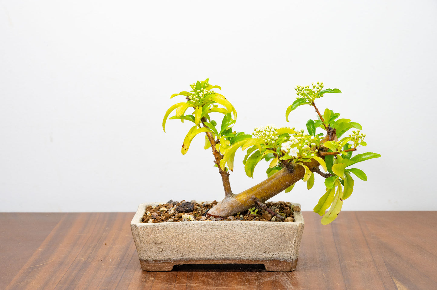 Pyracantha Bonsai Tree
