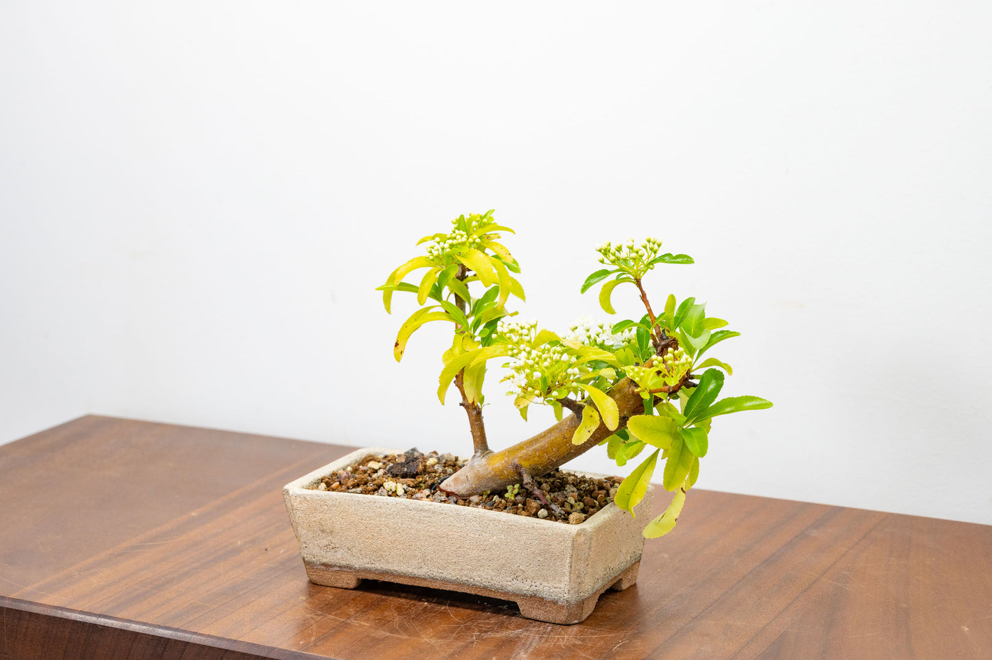 Pyracantha Bonsai Tree