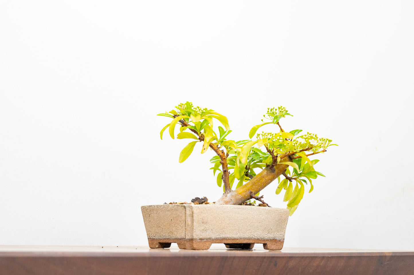 Pyracantha Bonsai Tree