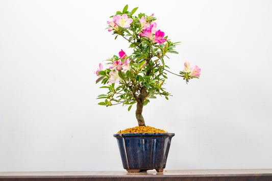 Satsuki Azalea Bonsai