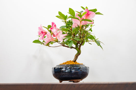 Satsuki Azalea Bonsai