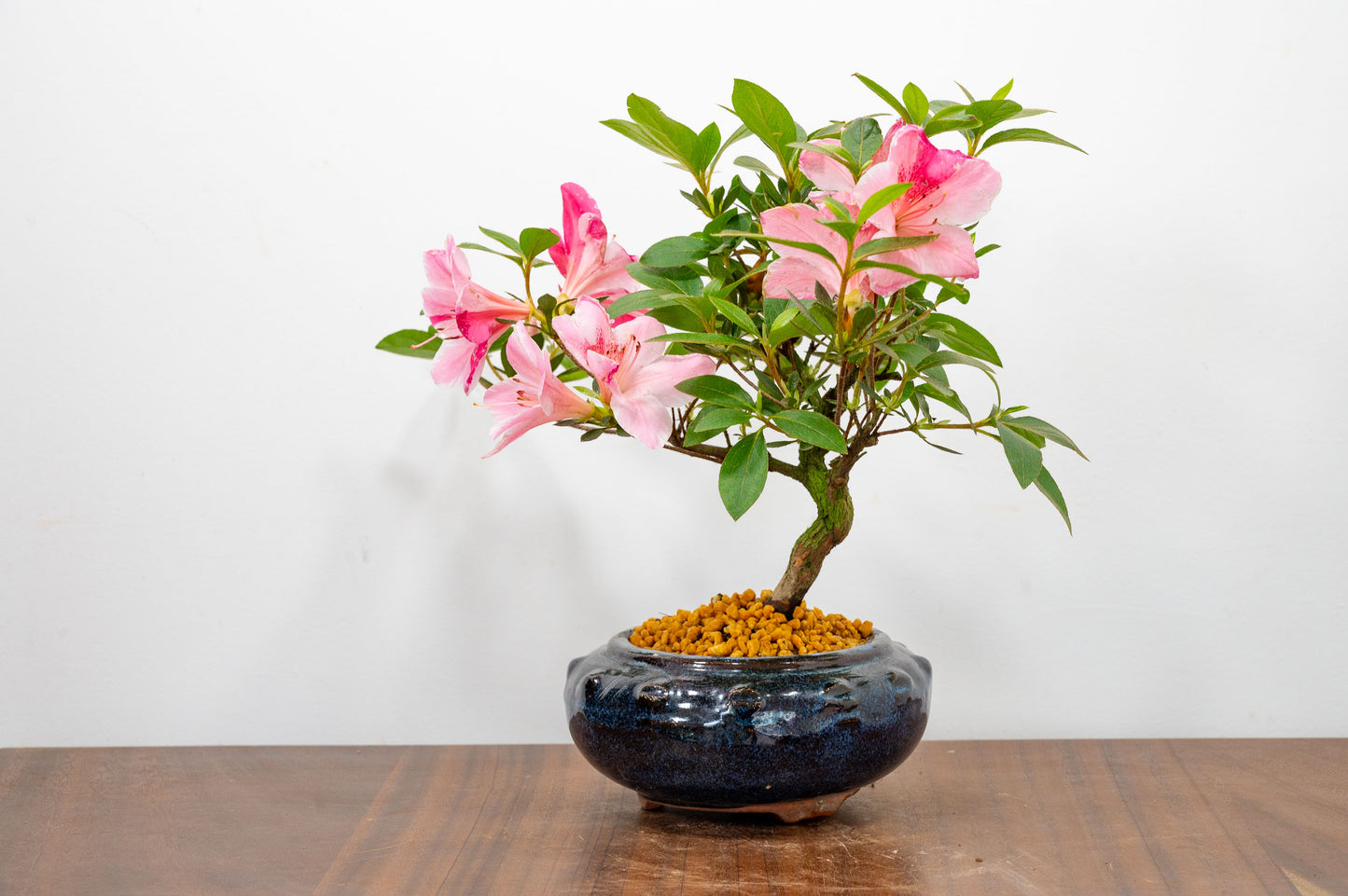 Satsuki Azalea Bonsai
