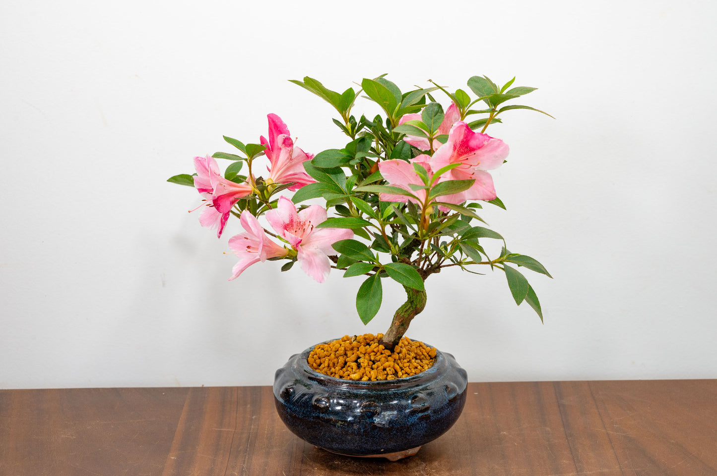 Satsuki Azalea Bonsai